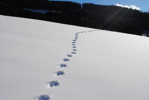 Schneeschuhwandern