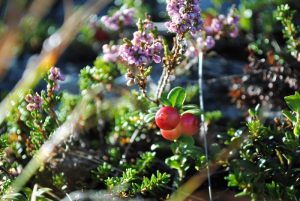 Preiselbeeren im Großarltal